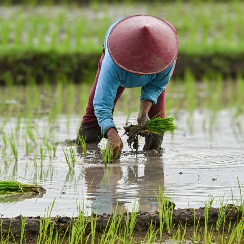 Coltivatore di riso canva