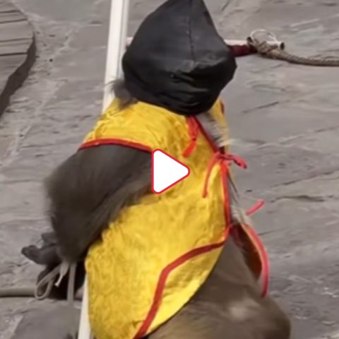 Scimmia incappucciata Shijiazhuang Cina Video