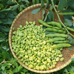Cestino di fave