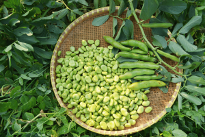 Cestino di fave