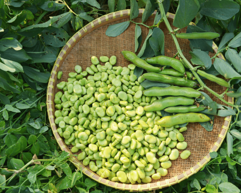 Cestino di fave