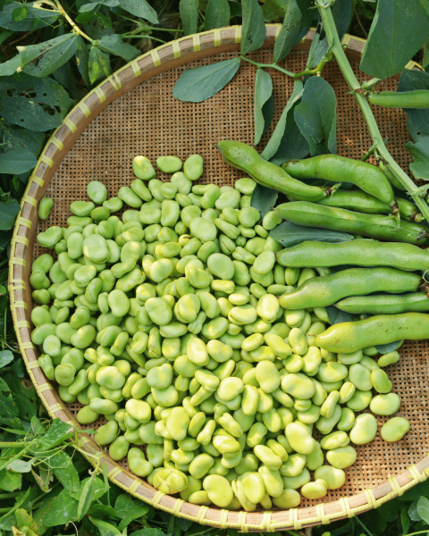 Cestino di fave