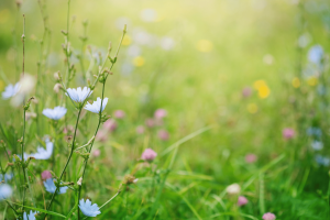 prato pieno di fiori, simbolo di Primavera