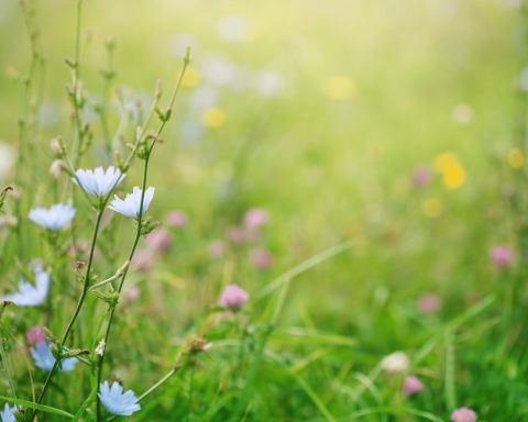 prato pieno di fiori, simbolo di Primavera