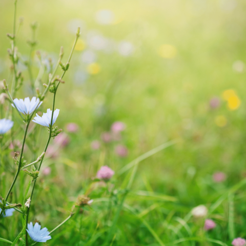 prato pieno di fiori, simbolo di Primavera