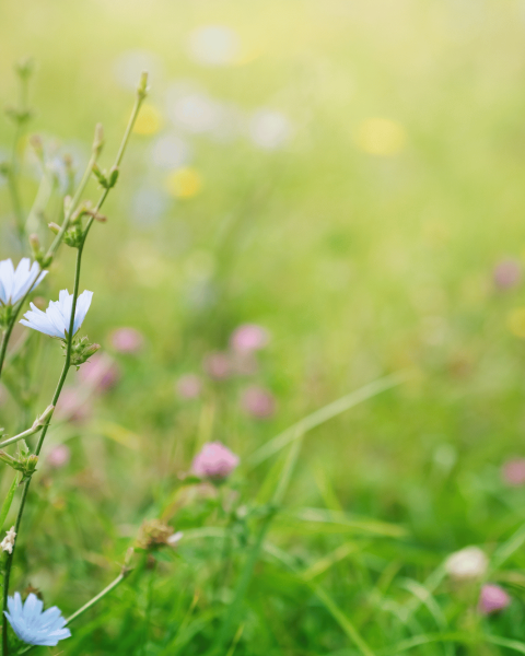 prato pieno di fiori, simbolo di Primavera