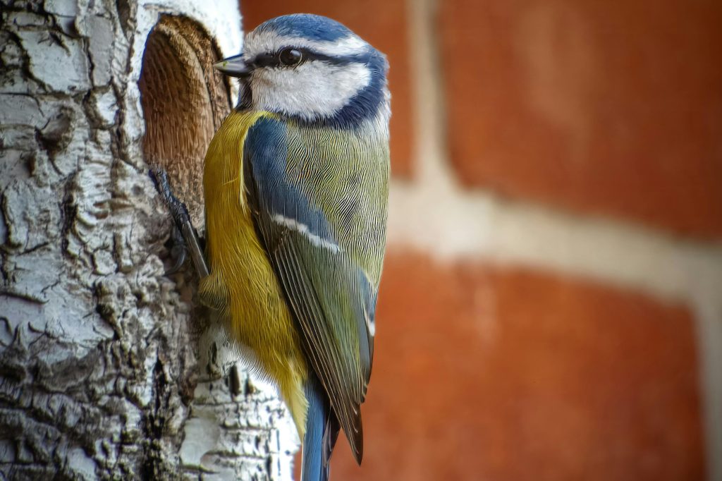 Cinciarelle nido canva