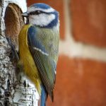 Cinciarelle nido canva