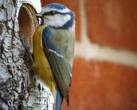 Cinciarelle nido canva