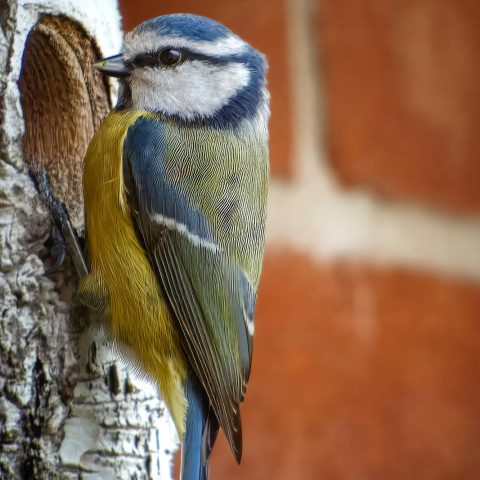 Cinciarelle nido canva