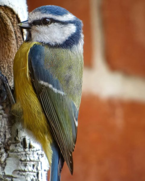 Cinciarelle nido canva