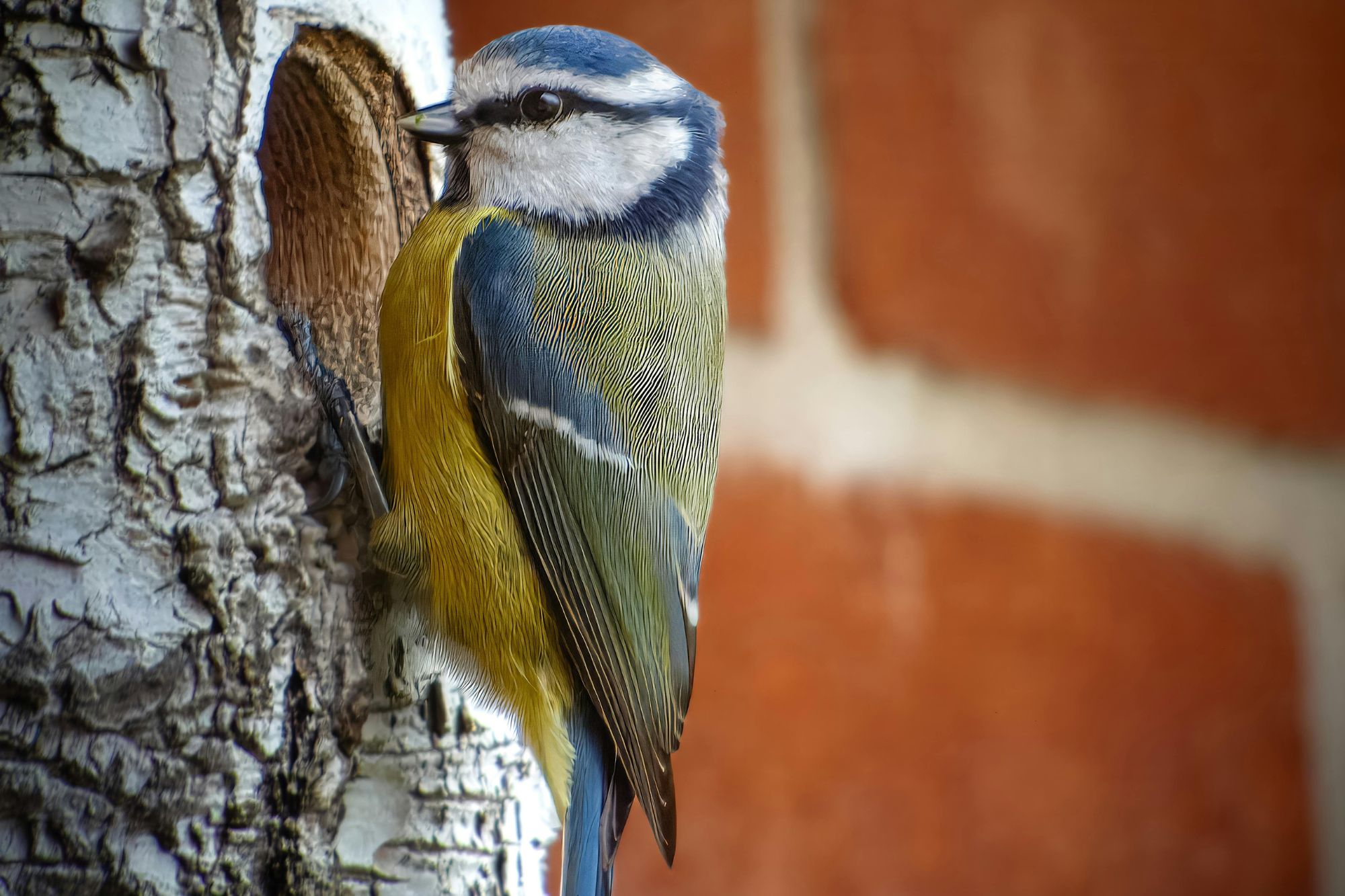 Cinciarelle nido canva