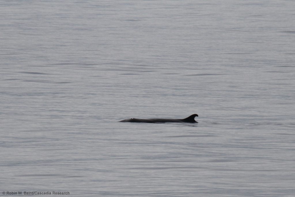 Capodoglio pigmeo RobinBaird CascadiaResearch