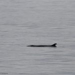 Capodoglio pigmeo RobinBaird CascadiaResearch