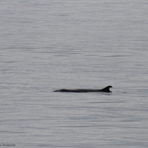 Capodoglio pigmeo RobinBaird CascadiaResearch