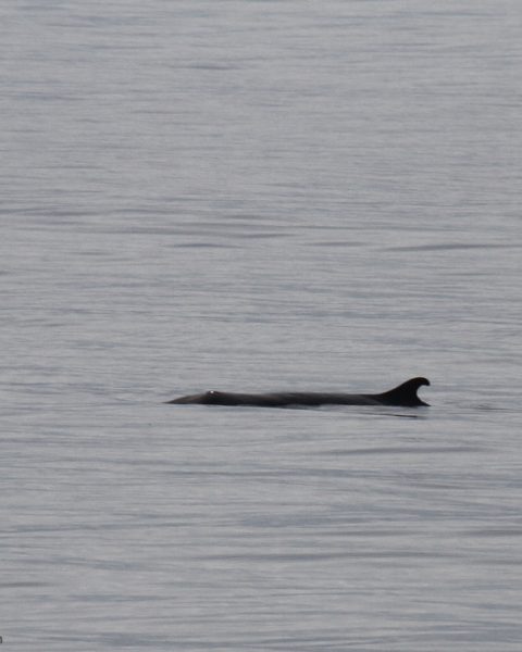 Capodoglio pigmeo RobinBaird CascadiaResearch