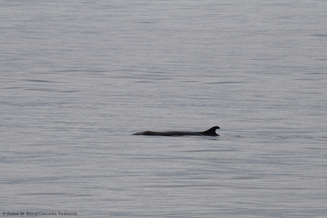 Capodoglio pigmeo RobinBaird CascadiaResearch