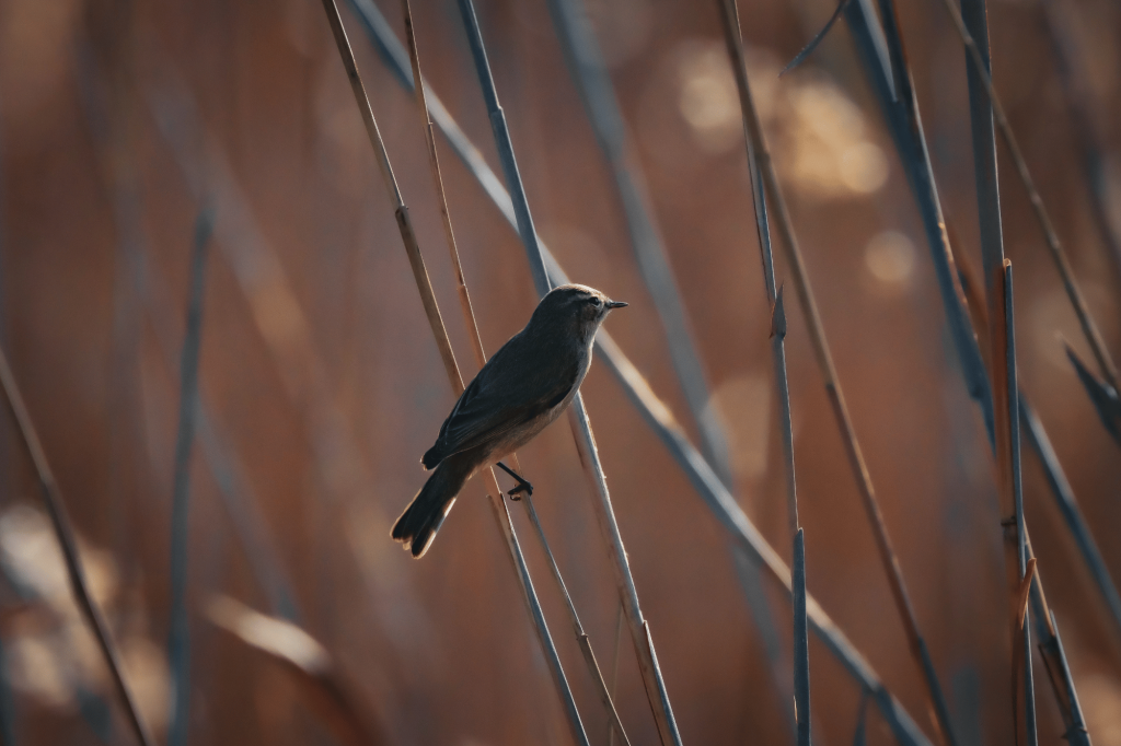 Passero uccellino canva