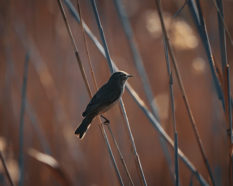 Passero uccellino canva
