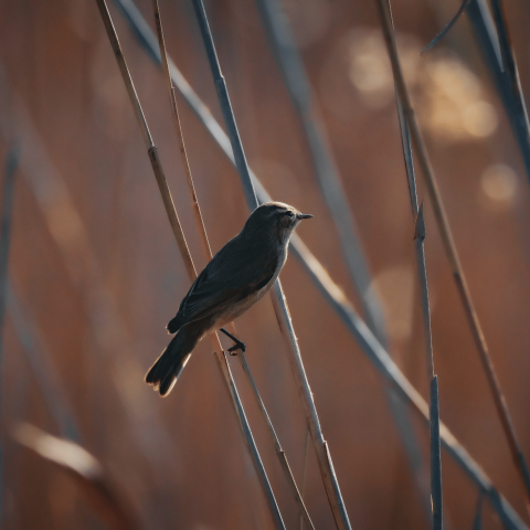 Passero uccellino canva