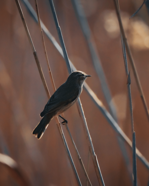 Passero uccellino canva