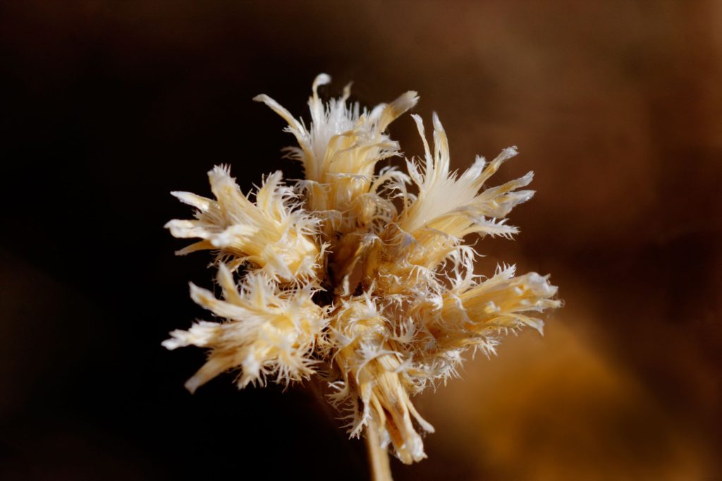 Piante aliene storyblocks