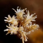 Piante aliene storyblocks