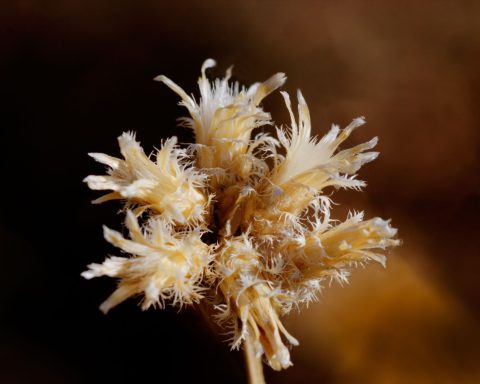 Piante aliene storyblocks