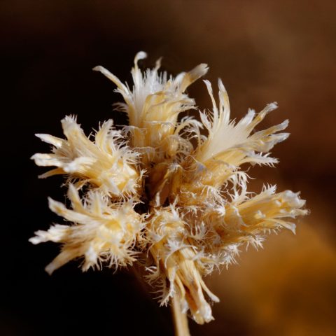 Piante aliene storyblocks