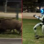 Robot insegue cinghiali polonia video screenshot