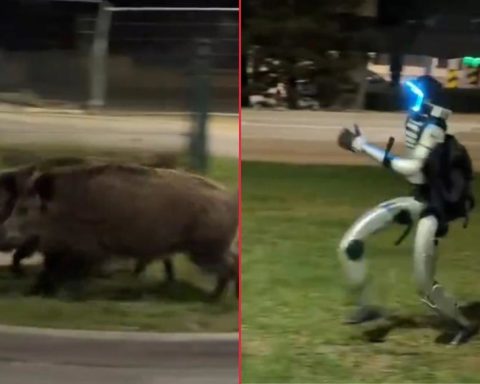 Robot insegue cinghiali polonia video screenshot