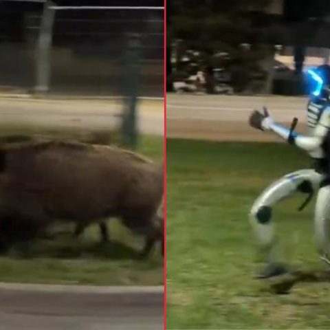 Robot insegue cinghiali polonia video screenshot