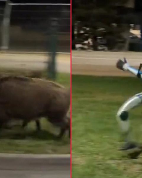 Robot insegue cinghiali polonia video screenshot