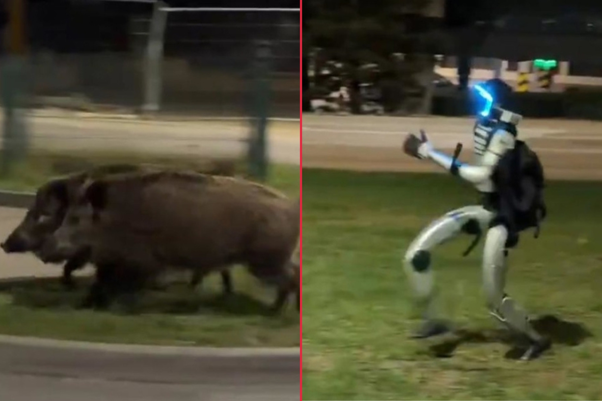 Robot insegue cinghiali polonia video screenshot