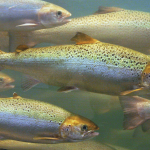 Salmoni nuotano nel fiume