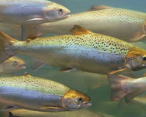 Salmoni nuotano nel fiume