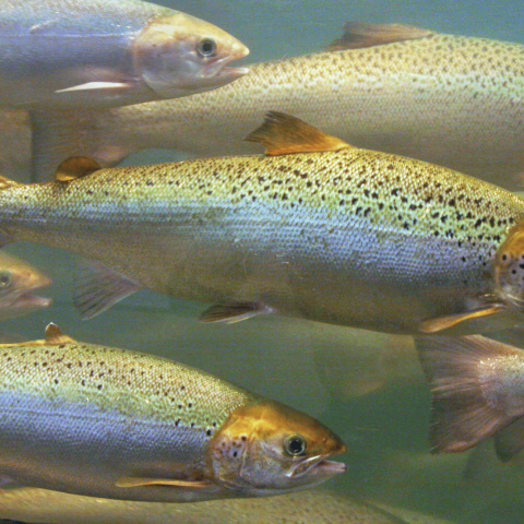 Salmoni nuotano nel fiume