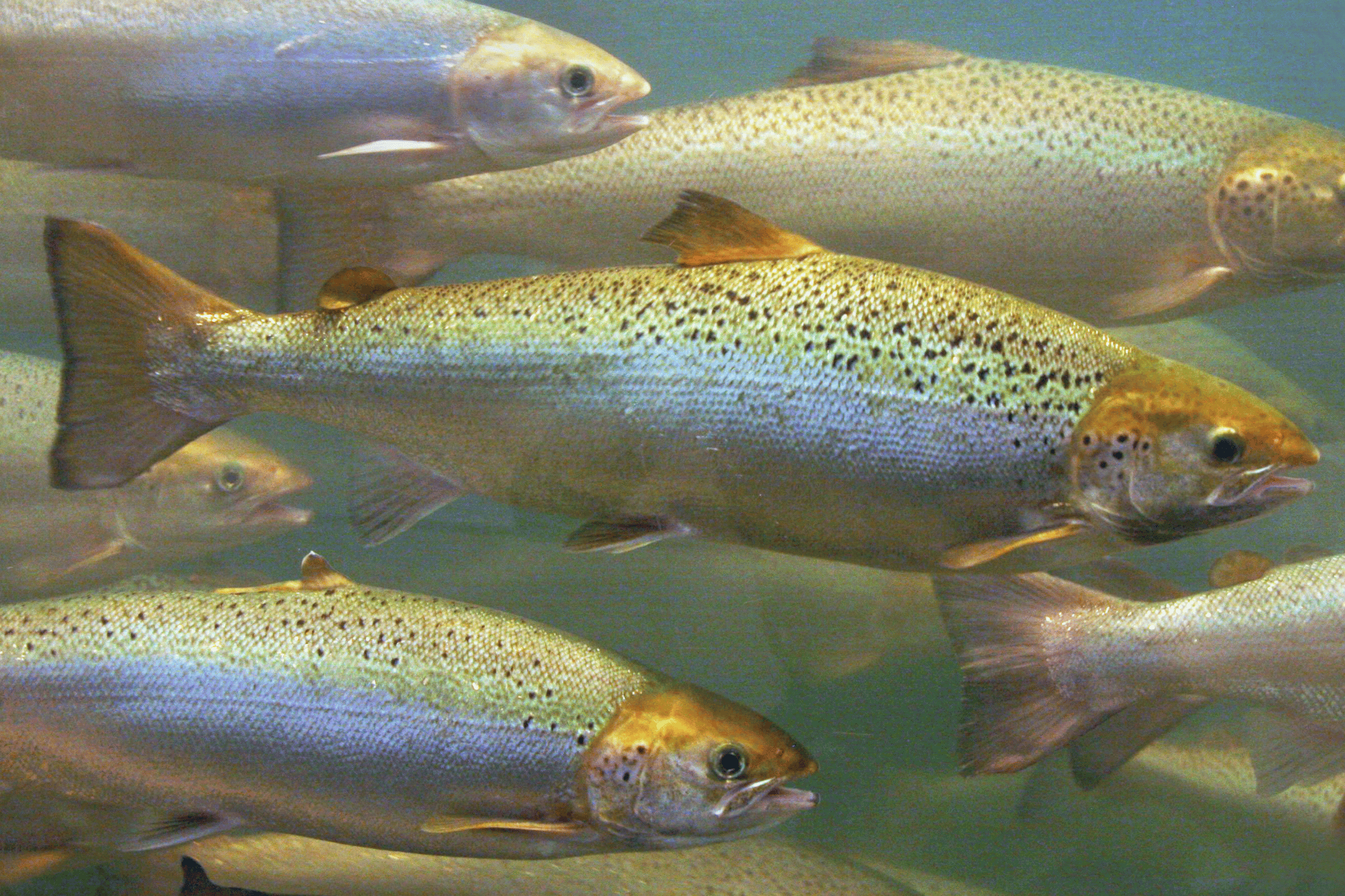 Salmoni nuotano nel fiume