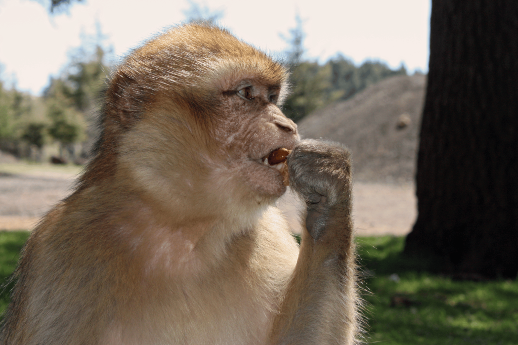 Macaco gibilterra scimmia mangia