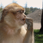 Macaco gibilterra scimmia mangia