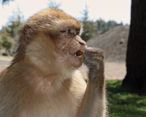 Macaco gibilterra scimmia mangia