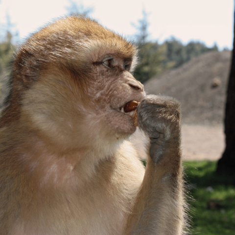 Macaco gibilterra scimmia mangia