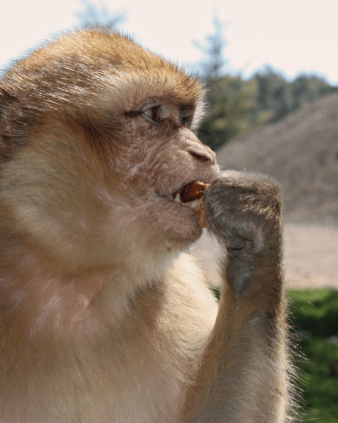 Macaco gibilterra scimmia mangia