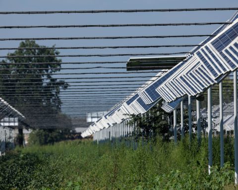 Impianto Agrivoltaico canva