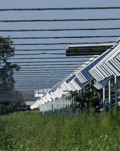 Impianto Agrivoltaico canva