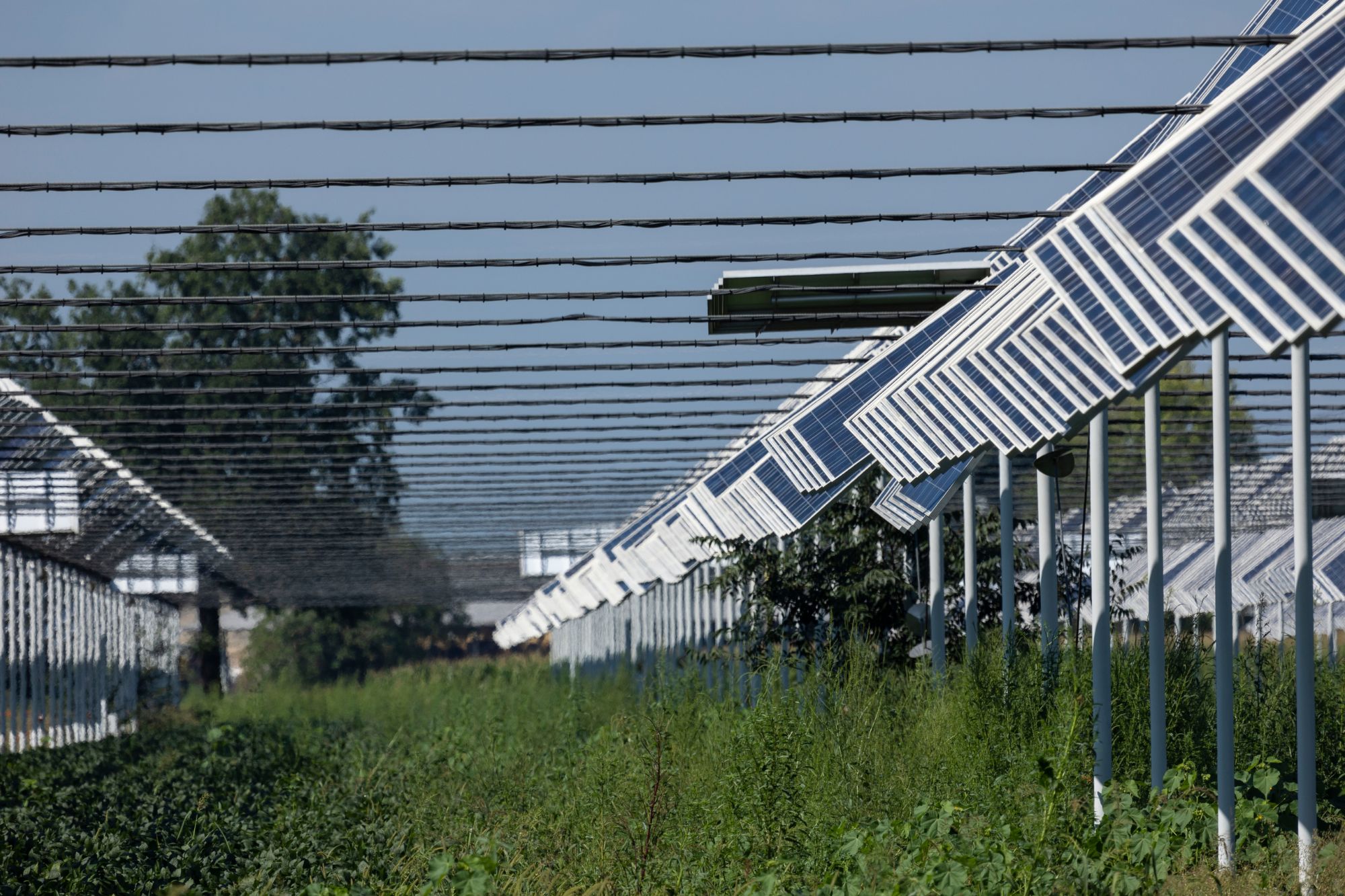 Impianto Agrivoltaico canva