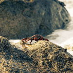 Granchio rosso canva