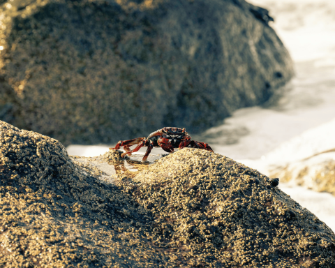 Granchio rosso canva