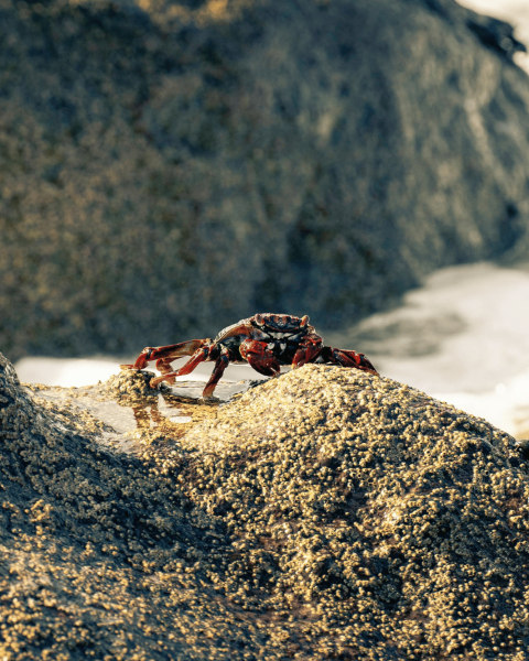 Granchio rosso canva