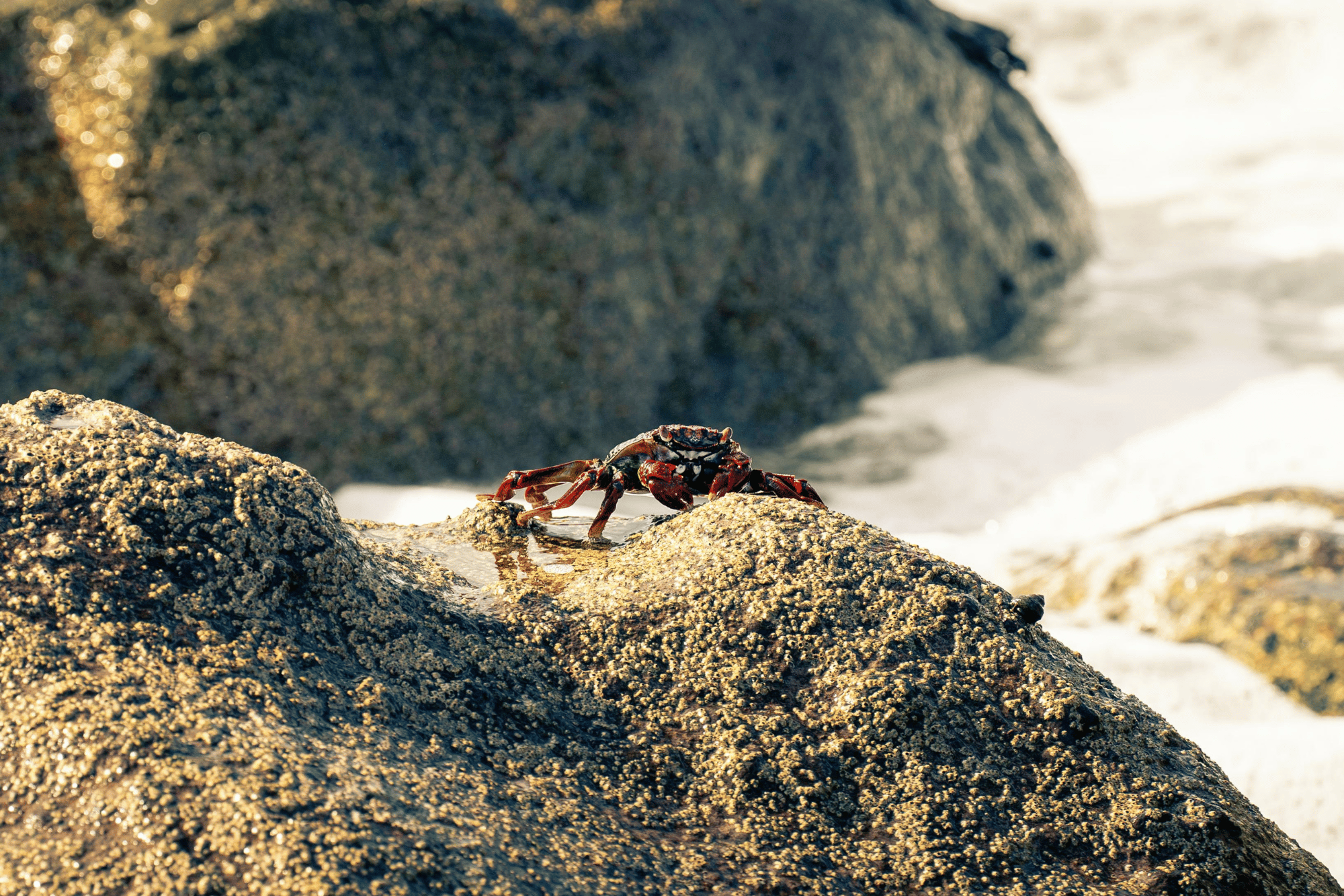 Granchio rosso canva